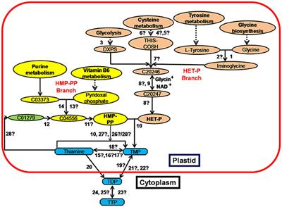 Pathway Editing Targets for Thiamine Biofortification in Rice Grains